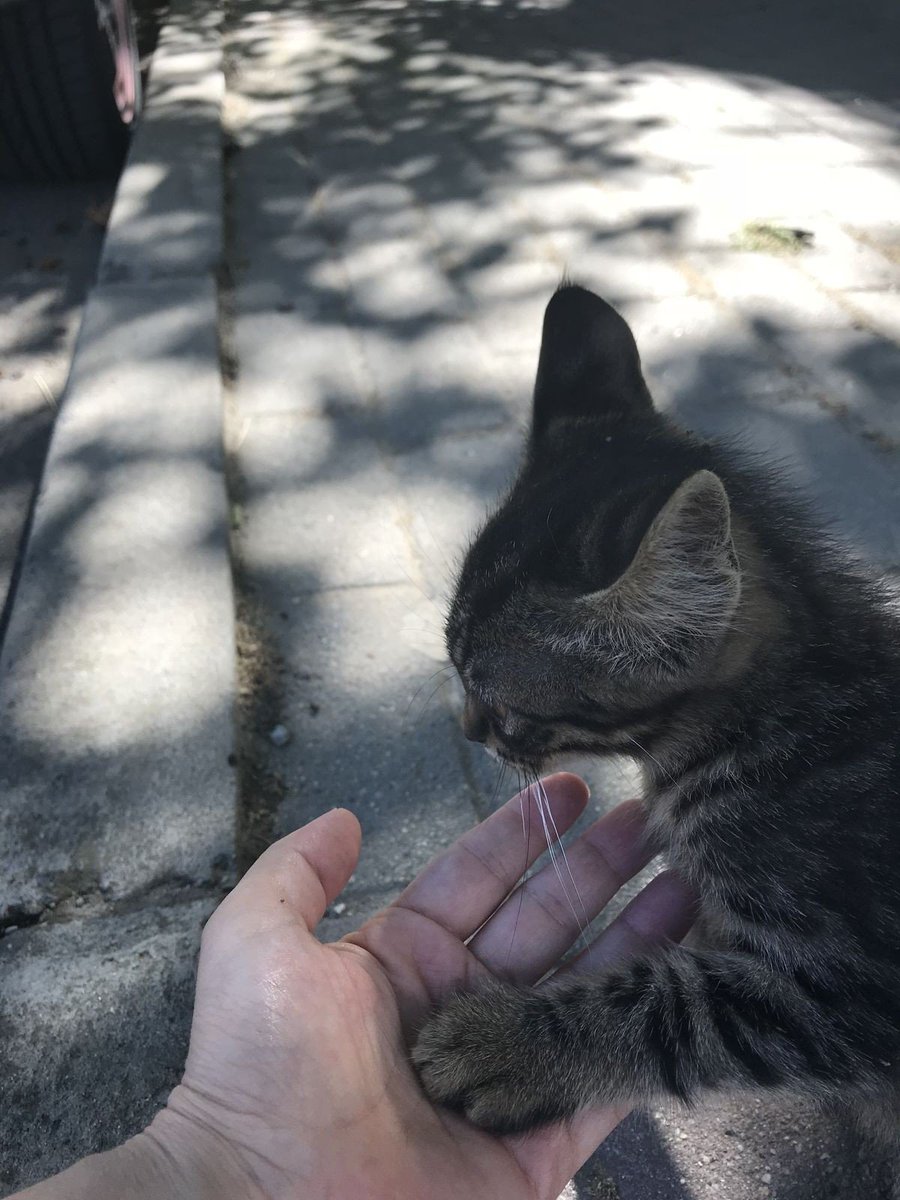 lynda3035's tweet image. Purrs and #Pawhugs #PurrChoirforLuis