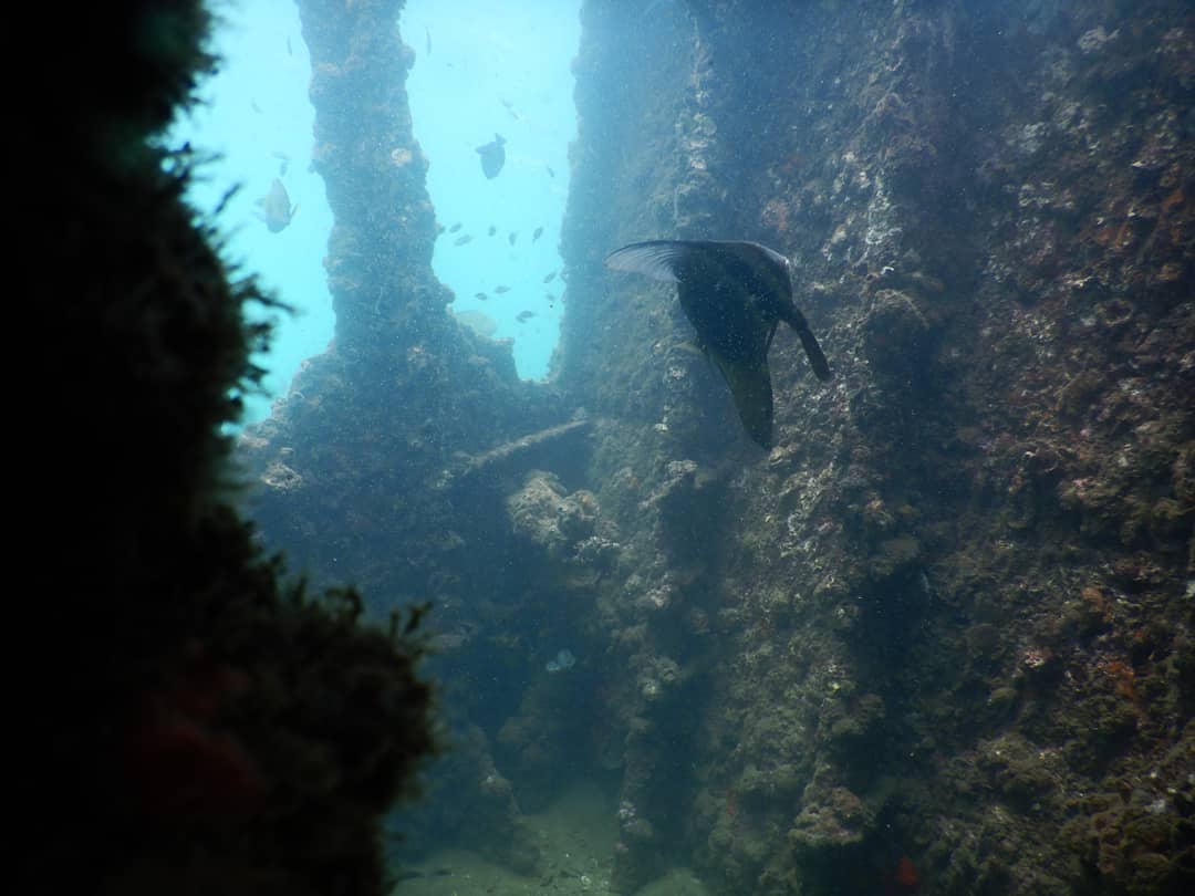 ScubaAliens's tweet photo. Fish utilize a variety of low-pitched sounds to pass there massage. They groan, snort, croak, squeak, scream and cry. They utilize different pieces of their bodies to make clamors, for example, vibrating muscles against their swim bladder..#scubaaliens #scubadiving #scubadiver https://t.co/xhPbRzzMPD