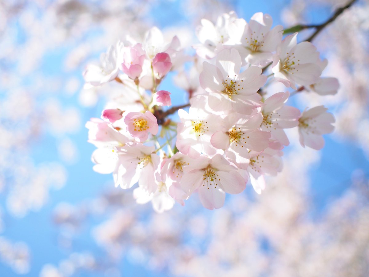 edorintarou's tweet photo. #さくら #sakura #cherryblossom #樱花 #photo #春 #spring #春天 https://t.co/GqIeCkqdEC