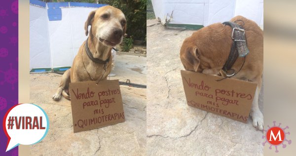 Milenio's tweet photo. #Viral | 'Deko', el perro que 'vende' postres para pagar sus quimioterapias https://t.co/YsT1jCoZqb https://t.co/DaSfTZi9II