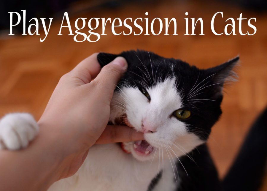 CatManiaNet tweet picture