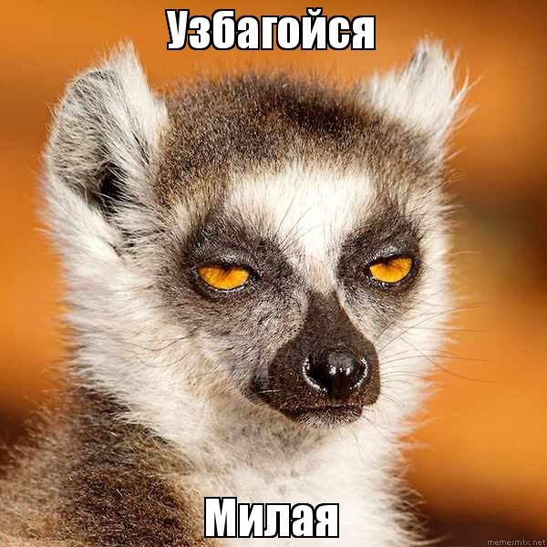 Картинки лемура узбагойся, маем крутые картинки