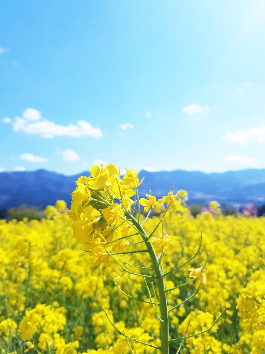 Hashtag 菜の花の花言葉 元気いっぱい Na Twitteru