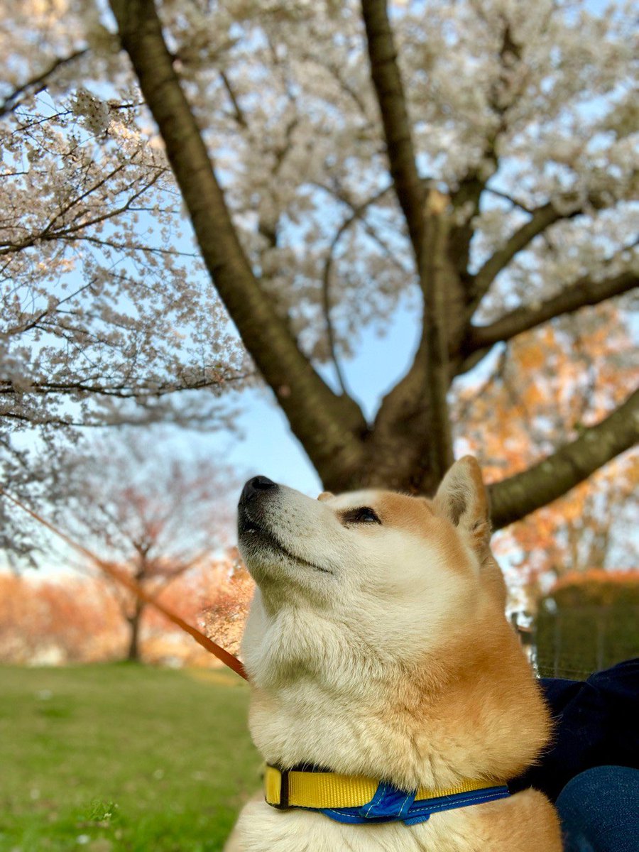 柴犬 桃太郎 柴の日 なのでかっこいい写真を って思ったけど あごのお肉のせいでかっこつかない桃太郎です 柴の日 柴犬 桃太郎 柴の日 なのでかっこいい写真を って思ったけど あごのお肉のせいでかっこつかない桃太郎です 柴の日