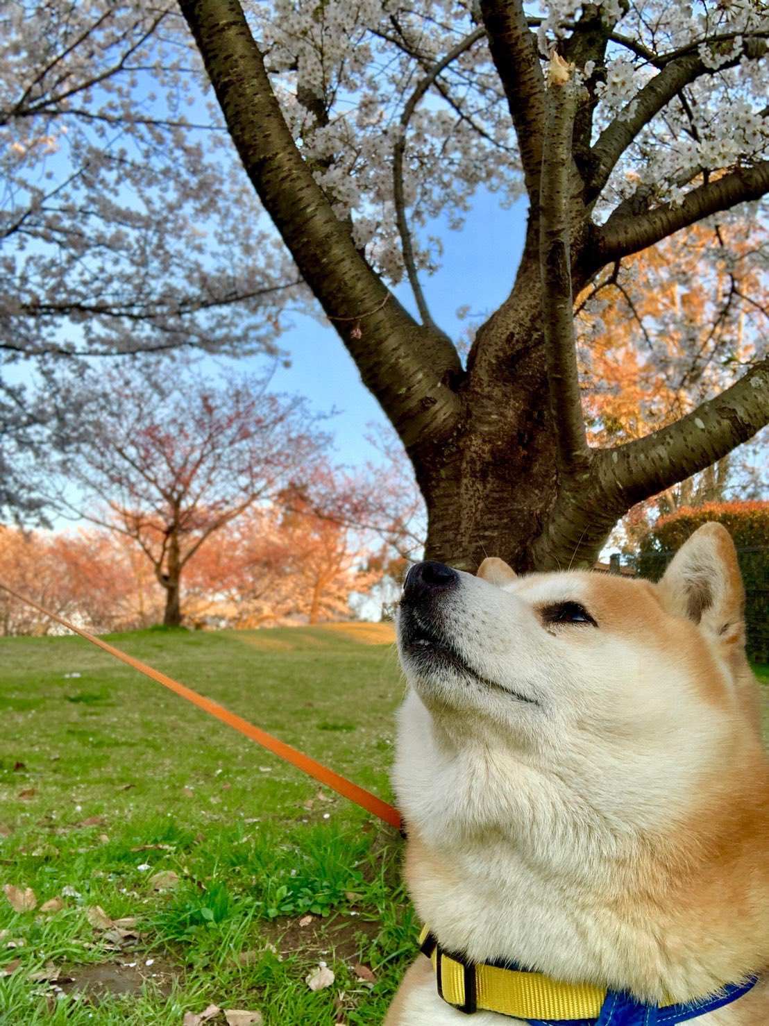 柴犬 桃太郎 柴の日 なのでかっこいい写真を って思ったけど あごのお肉のせいでかっこつかない桃太郎です 柴の日 T Co Dyzled1ptw Twitter