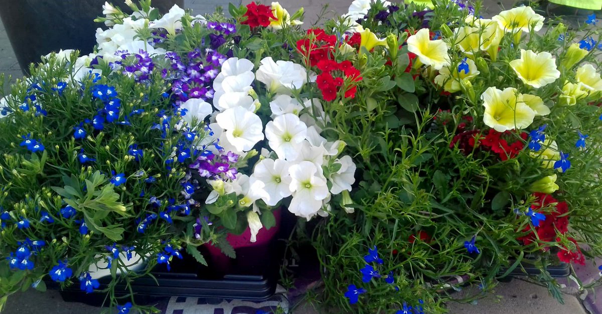 STVTorrePacheco's tweet photo. Buenos días 🥰, siguen llegando flores 👨🌾🌷🌺🌻a nuestro municipio. #Bienvenidas #stvgestion #Primavera #coloryvida https://t.co/dA5sRFadRG