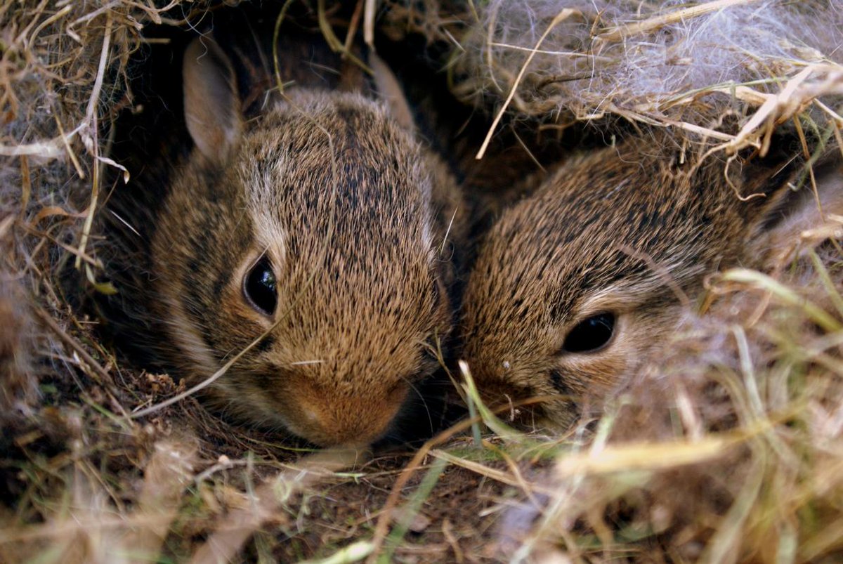 healthypetclub's tweet photo. #DidYouKnow - #rabbits can sleep with their eyes open?
#RabbitFact https://t.co/ocWfYf1c9q