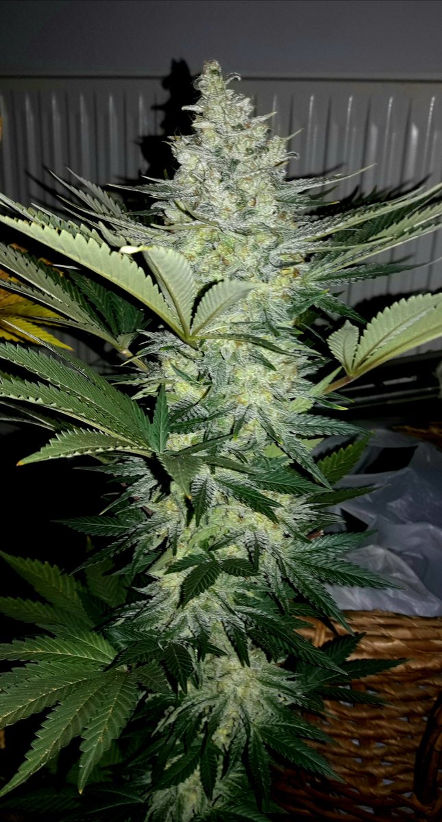 AdrycManellson's tweet photo. Weed Tarde ya @GeaSeeds, Magnífico inicio de semana,
Aquí mi Hada, Gatito, especialmente cariñoso ¿ Querrá diente meter a #MatanusK ?, la #Crew #AdrycManëllsonTesterTeam @HempCropEs y yo Os Deseamos.
¿ Te gustan ?.
Y sólo con Agua del Ayto. y @spiragrow.
Alegría, Paz y Semis 😎 https://t.co/Nj4n5Vd4wZ