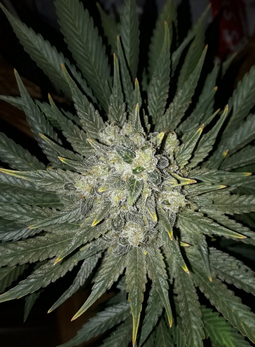 AdrycManellson's tweet photo. Weed Tarde ya @GeaSeeds, Magnífico inicio de semana,
Aquí mi Hada, Gatito, especialmente cariñoso ¿ Querrá diente meter a #MatanusK ?, la #Crew #AdrycManëllsonTesterTeam @HempCropEs y yo Os Deseamos.
¿ Te gustan ?.
Y sólo con Agua del Ayto. y @spiragrow.
Alegría, Paz y Semis 😎 https://t.co/Nj4n5Vd4wZ