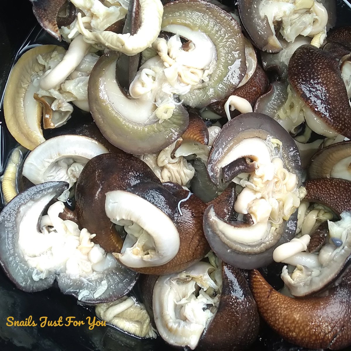 snailyng's tweet photo. Mini Snails in all their gloryπ
You buy Quality Sizes of Snails @ Snails Just For You
#TopQuality #BecauseYoumatter #SnailsJustForYou
#DressedSnails #ExqusitelyClean #ReadyToCook #100percentSlimefree
#ReallyHealthy #Tasty #SuperCrunchy #Delicous https://t.co/5PA32WxiaP