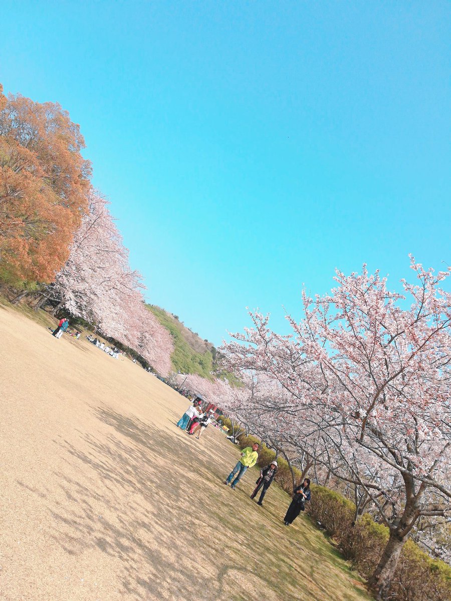 O Xrhsths 東伊豆町観光商工課 Sto Twitter クロスカントリーコースの桜と片瀬白田駅前の桜 満開です 神様お願いします 今週はこれ以上雨が降らず 強い風も吹かないでください 桜よ今週末まで頑張れ 東伊豆 伊豆稲取温泉 クロスカントリーコース 片瀬