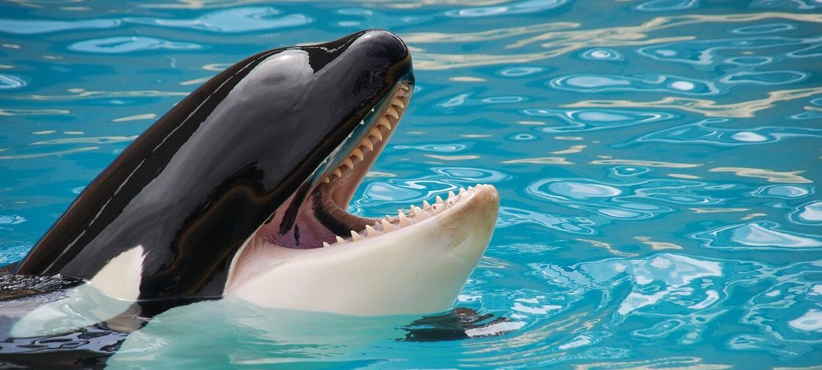 PETAUK's tweet photo. #FreeLolita
#FreeLolita
#FreeLolita
#FreeLolita
#FreeLolita
#FreeLolita

https://t.co/KttAyvZELt https://t.co/ixhBhLXX3w