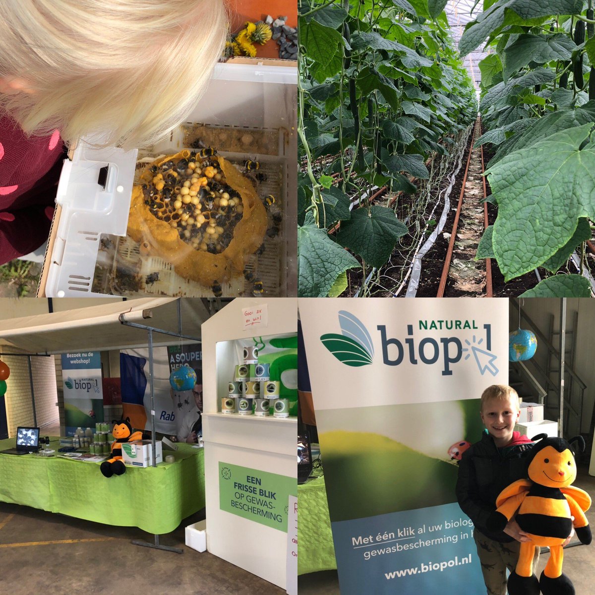Kom in de kas 2019 zit erop! Wat was het weer een leuke, leerzame en drukbezochte dag.  #komindekas #biopolnatural #hommels #blikgooien #blijewinnaar #biologisch p5e.nl/_1W1