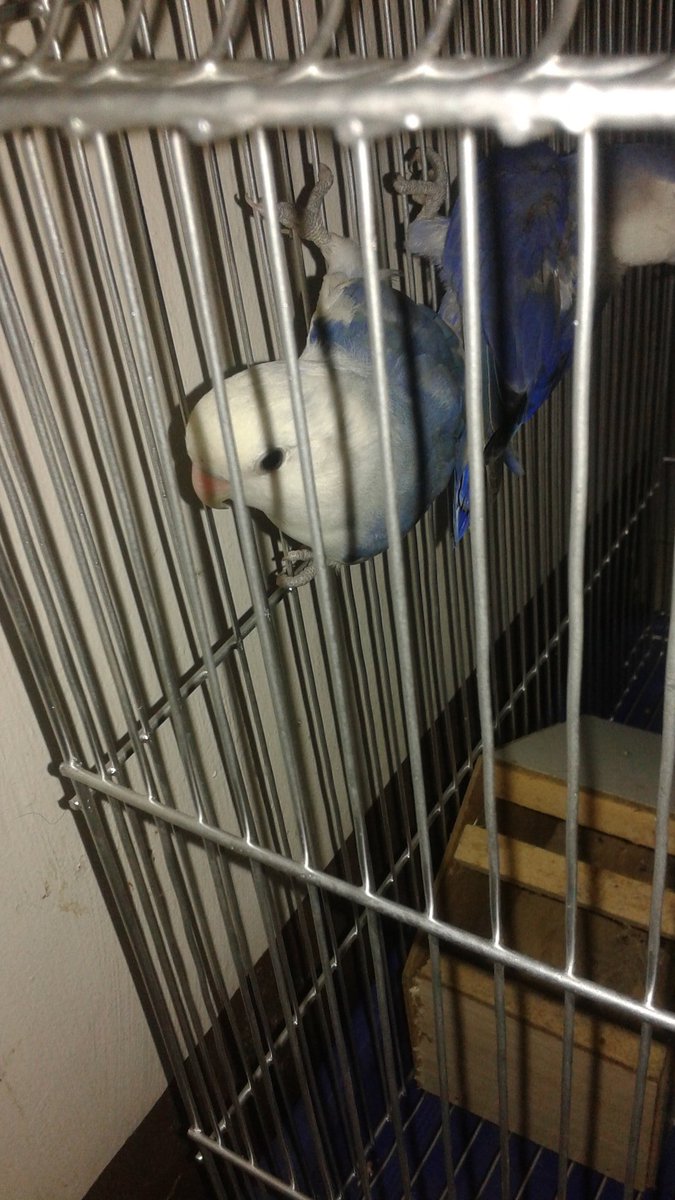 NoctsRanun's tweet photo. 愛の鳥 - リクとルベリス ♥♡ https://t.co/d98acg7Gz8