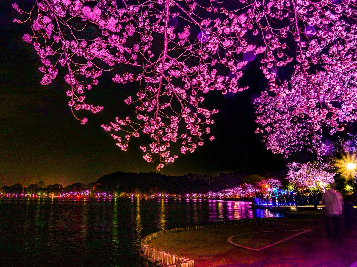 水戸市 A Twitter 千波湖桜のライトアップ 千波湖畔の桜をライトアップしています 湖面に映る幻想的な景色とともに お花見をお楽しみください 4月4日撮影 期間 4月15日 月 まで 予定 時間 18時 22時 水戸の桜まつり T Co