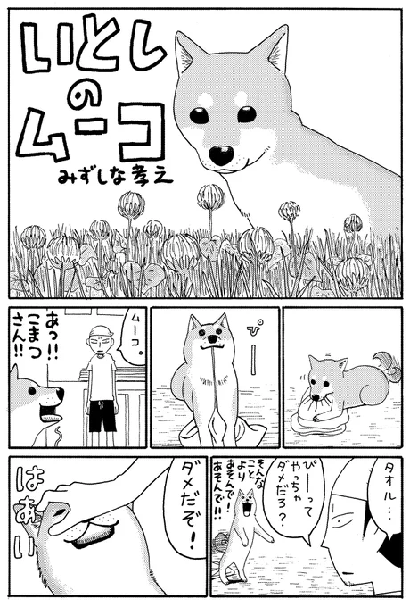 今日は柴犬の日らしいので、9年前に描いた同人版のいとしのムーコを。連載用に描いた第1話(https://t.co/AqNLmTdJdr)と比べてみてください! #柴犬の日 