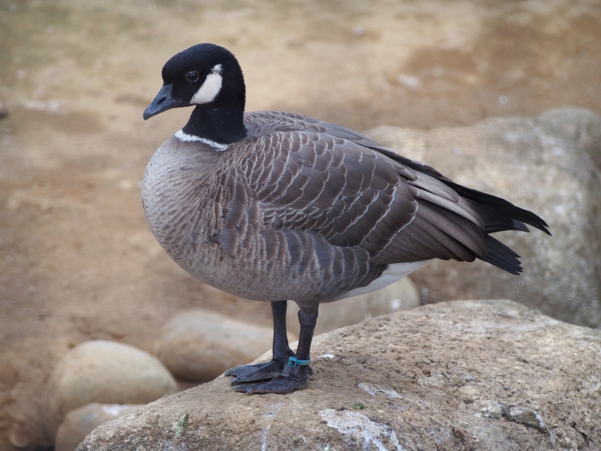 טוויטר 千葉市動物公園 公式 בטוויטר 正解 シジュウカラガンでした 鳥に鳥の名前が入っているのが不思議な感じがしますね カモ の仲間で 千葉県内に飛来することもあります 企 Chibazoo T Co Urxh7gcxjl