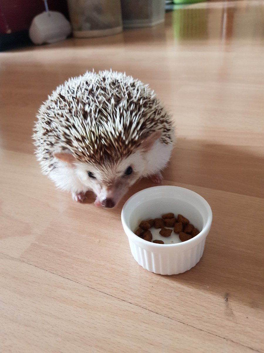 จมายเม่นเม่นและแมวพัมพุง 🦔🍑🐱 tweet media
