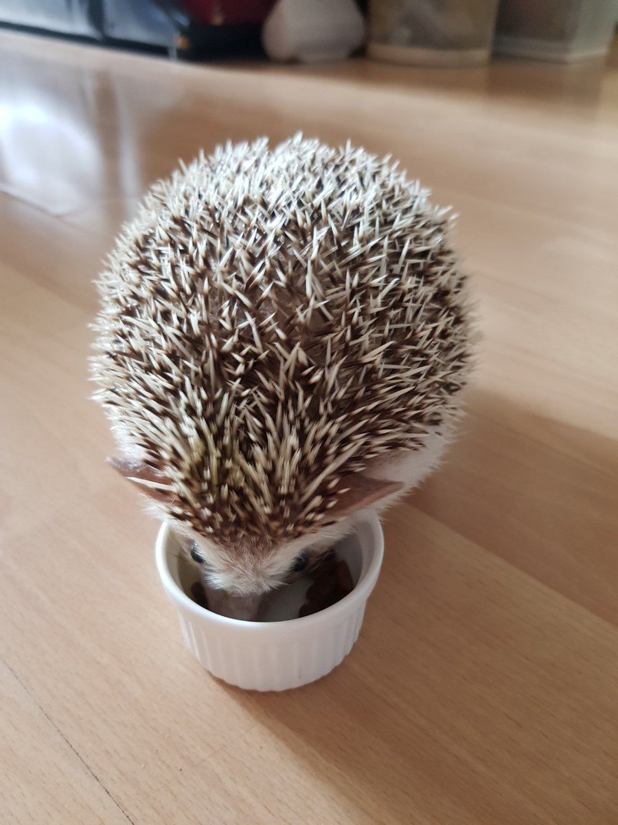 จมายเม่นเม่นและแมวพัมพุง 🦔🍑🐱 tweet media