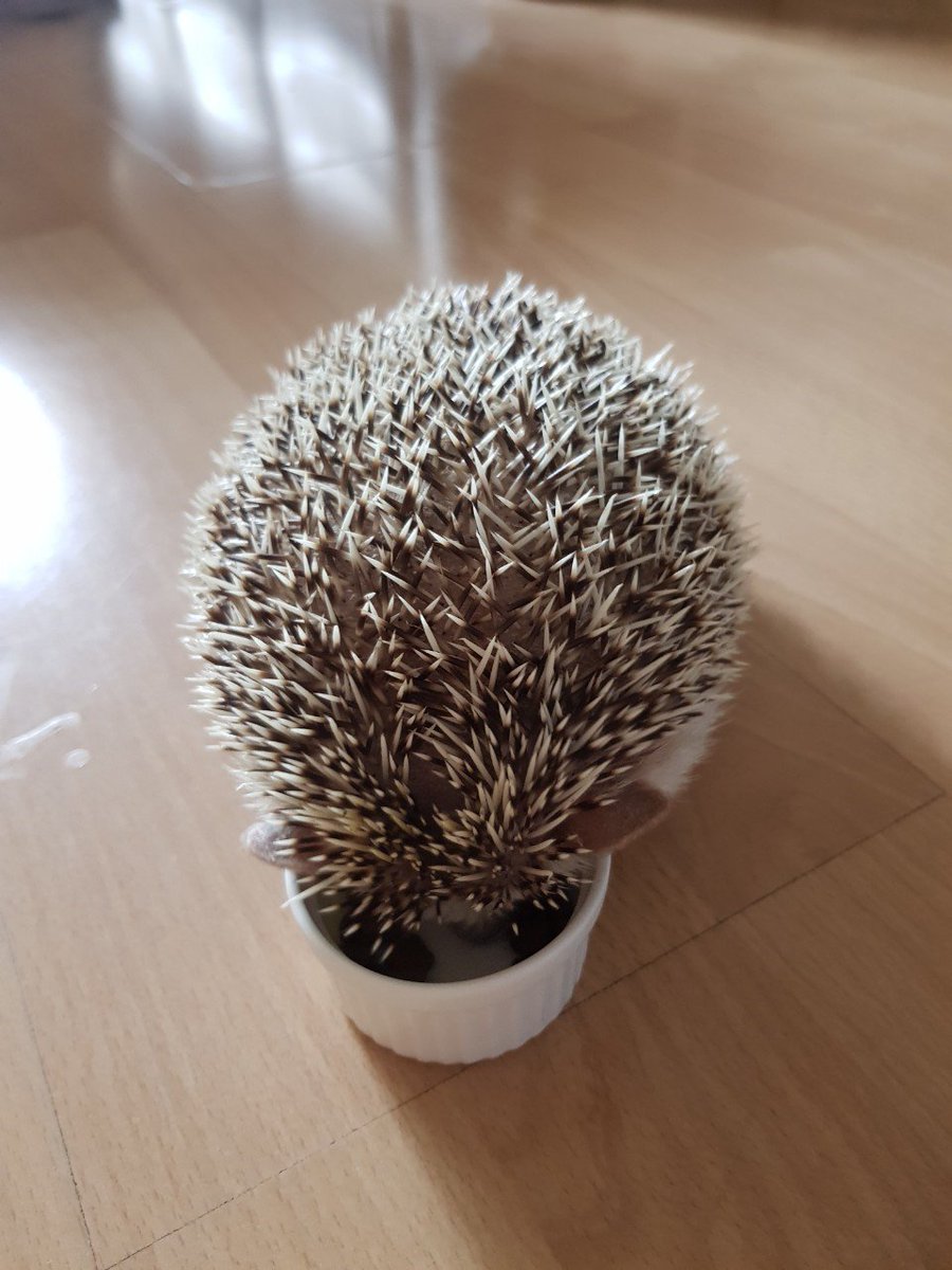 จมายเม่นเม่นและแมวพัมพุง 🦔🍑🐱 tweet media