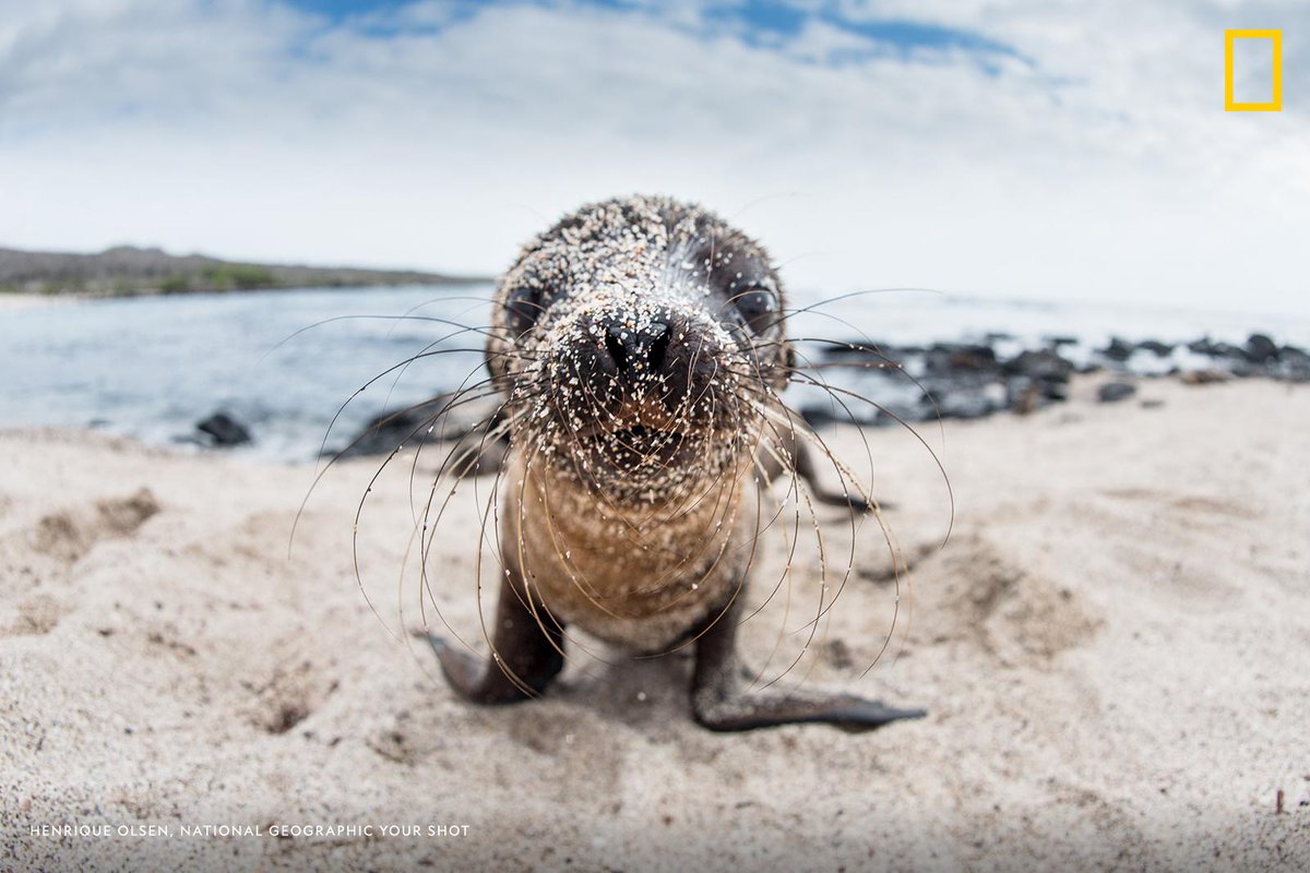NatGeo's tweet photo. Help us caption this image by #YourShot photographer Henrique Olsen: https://t.co/qekg71wRRy https://t.co/gEI5FhlXpl