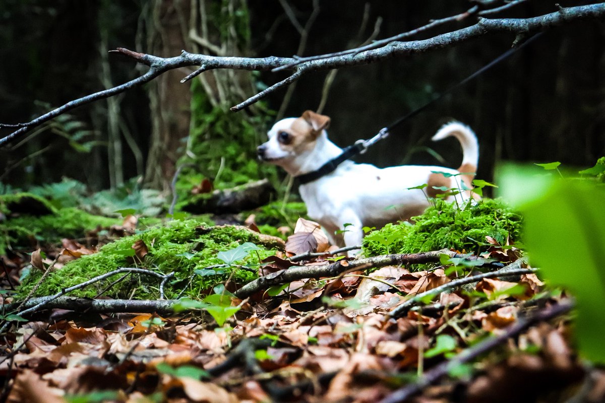 PassionateConor's tweet photo. Best model in town! @ButtonWoofs 🐾🍃 #Photography #DogsOfTwitter #Nature https://t.co/EAdiJqmYg8