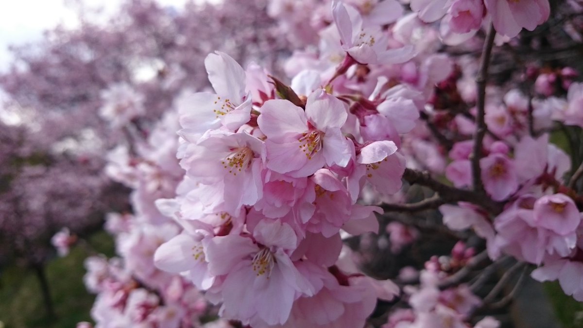 Eternity サクラ 高遠城址 写真で伝えたい私の世界 写真好きな人と繋がりたい 写真撮ってる人と繋がりたい 伊那市高遠城址の桜は満開でした 今日はとても天気も良く賑やかでした 2日前には開花したそうです ﾟ ﾟ T Co