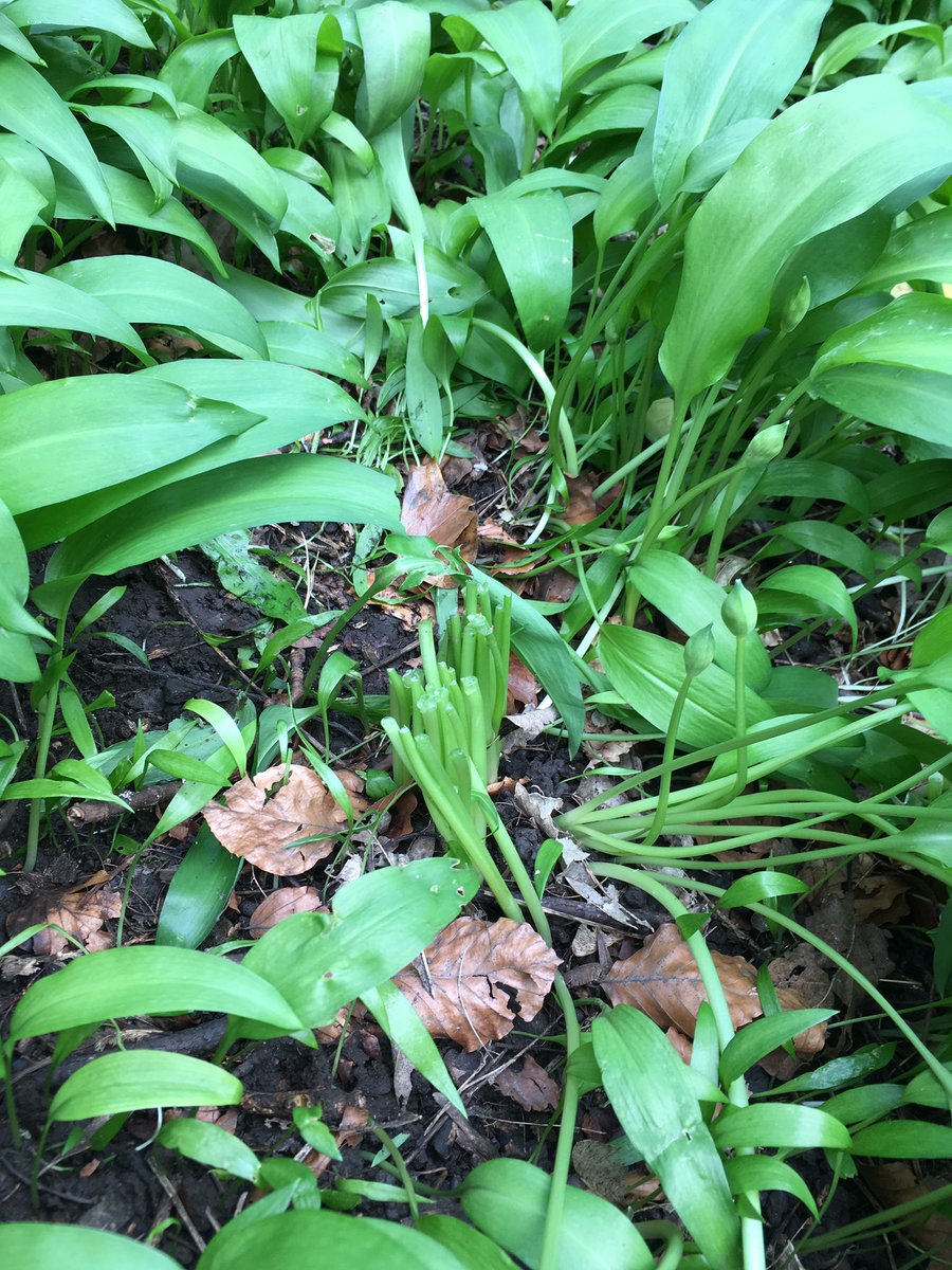 How not to #sustainably #harvest #wildgarlic ☹️foundthis decimated patch whilst out foraging, we are creating sustainable harvesting guidelines as part of this project. Please don’t trample &amp; don’t take all of the leaves from one plant. One or two from each is plenty