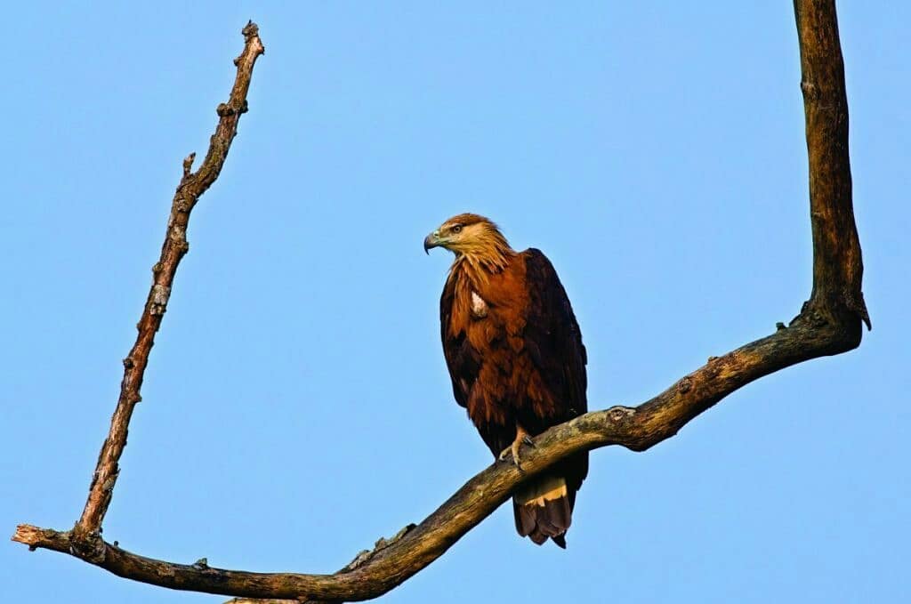 The magnificent Pallas’ Fish-eagle is deemed to be Vulnerable, with a population of about 2,500 to 10,000 birds remaining in the wild. 
Read more- bit.ly/2I53v6C
#FLYINGBIRDS #GREYLAGGOOSE #IUCN #OVERFISHING #PALLASFISHEAGLE #VULNERABLE