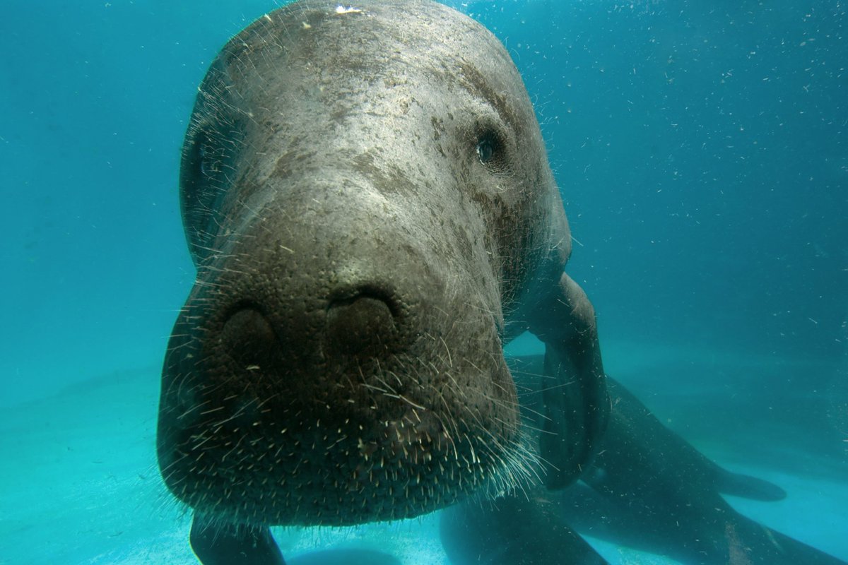 Hello, wake up! It's #ManateeMonday again :3