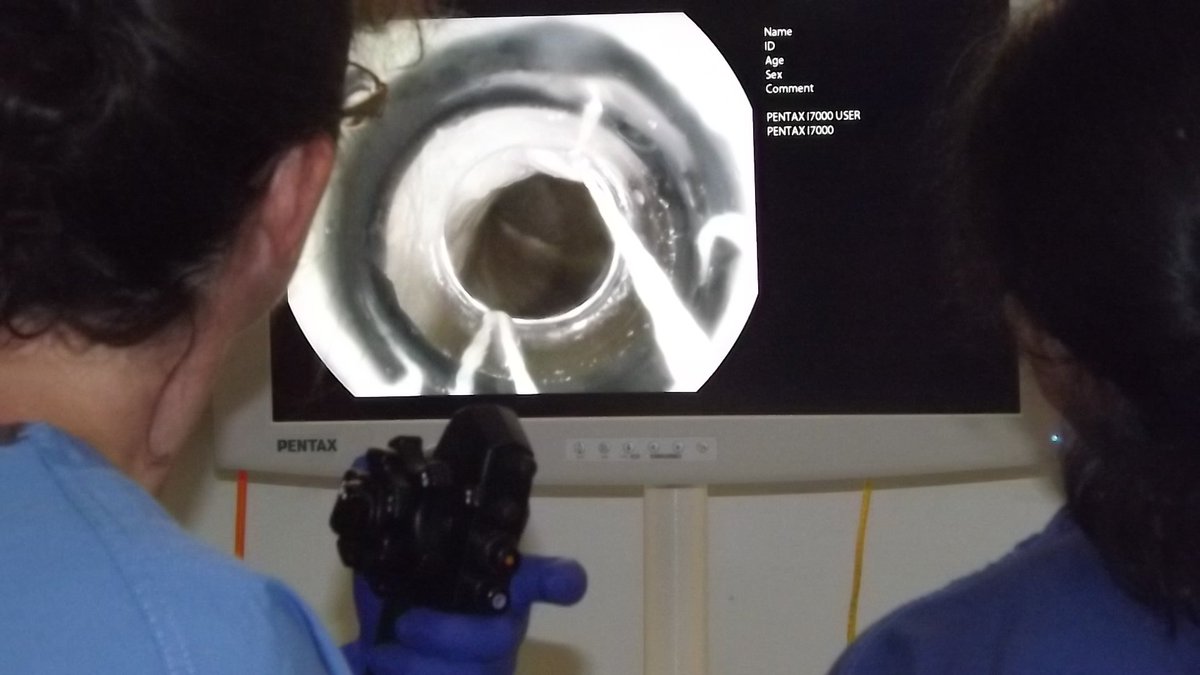 EYSETRAINING's tweet image. Clinical &amp;amp; #Nurse #endoscopists looking to consolidate and reinforce your practice on #polypectomy or #uppergibleeding   #safepractice #knowledgeispower - #JAG accredited courses @Dunkleyi @BSGNurses @RCNGastro @RchtE @SalfordEndosco1 @MusgrovePark