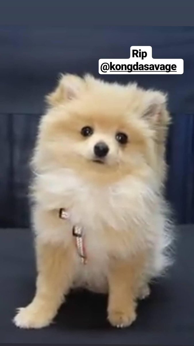 kong da savage breed