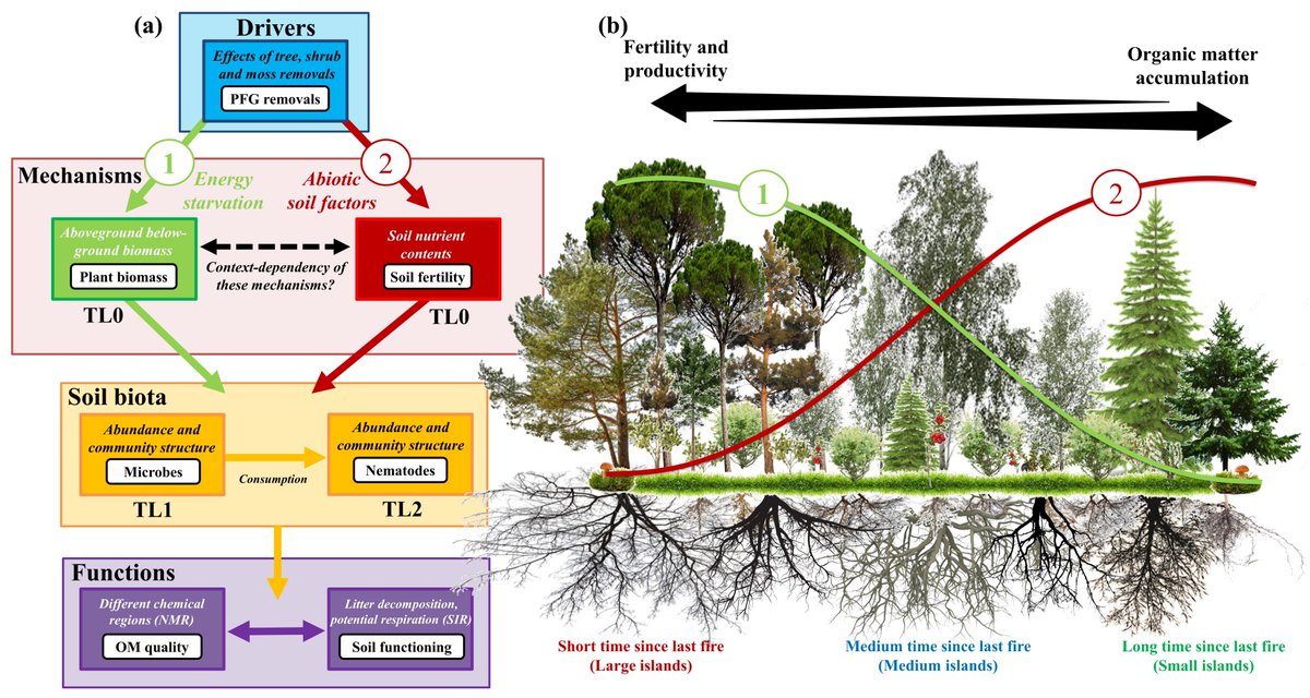 Nicolas Fanin (@nicolasfanin) on Twitter photo Effects of plant functional group removal 🌳🍃on structure & funct° of soil communities🦠🍄across contrasting ecosystems. Glad and proud for my team to see our new article in <a href="/Ecology_Letters/">Ecology Letters</a>. <a href="/PaulKardol/">Paul Kardol</a> @michael_gundale onlinelibrary.wiley.com/doi/epdf/10.11… Effects of plant functional group removal 🌳🍃on structure & funct° of soil communities🦠🍄across contrasting ecosystems. Glad and proud for my team to see our new article in <a href="/Ecology_Letters/">Ecology Letters</a>. <a href="/PaulKardol/">Paul Kardol</a> @michael_gundale onlinelibrary.wiley.com/doi/epdf/10.11…