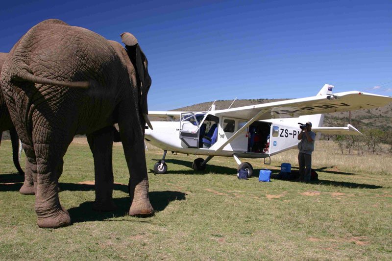 #Airvans operating in Southern Africa fly guests in and out of remote airstrips and sometimes get up close and personal with VIPs like #Nellytheelephant. 
#weflyallover #bushpilots #Africa #Mahindra #Aviation #Aerospace #Aerostructure #Aircraft