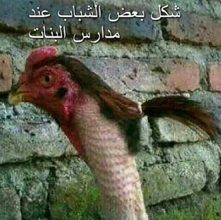 ماچڈ اڵحڑݕے (@majed3584) on Twitter photo 