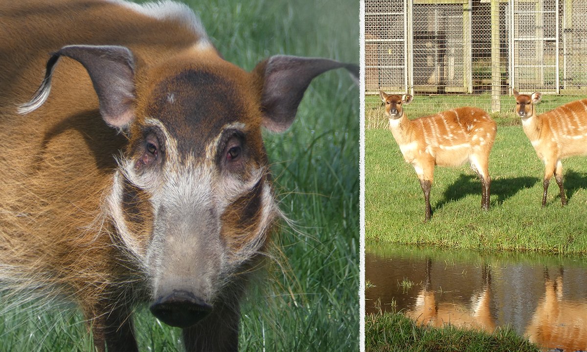 Our new red river hog and sitatunga facility opened this weekend. Called 'Hog Snorts' home to our new red river hogs. Come see them soon! 🔴💧🐗 #RedRiverHogs #Sitatunga #AfricaAlive! #NewHabitat #Suffolk #DaysOut #Easter #KidsDayOut