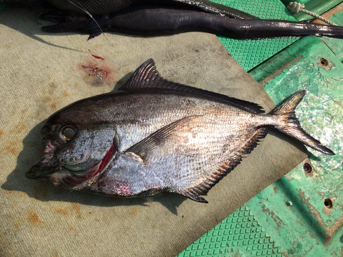 シマガツオの特徴 見分け方 写真から探せる魚図鑑