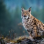Photo by Wildlife Articles (@wildlife_posts)