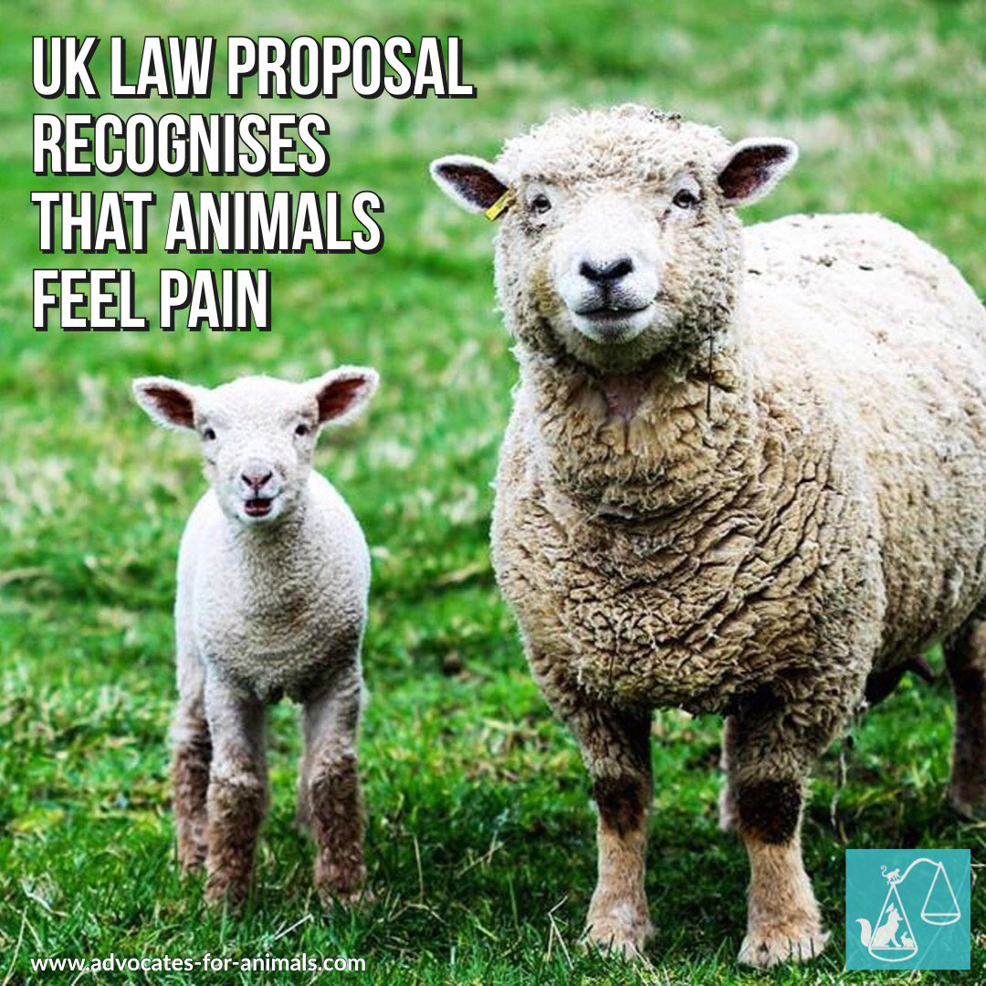 Bristol MP @KerryMP is looking to force the Government into legally recognising animals as sentient beings who can feel pain and suffer 🙌🐑🐷 (it's about time!)
bristolpost.co.uk/news/bristol-n…
#animalprotectionlaws #animals #animallaw  #AnimalRights #AnimalWelfare #Law #CHANGE