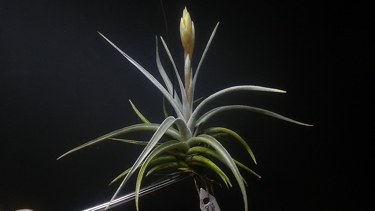 kandahayato's tweet photo. Tillandsia ixioides Dwarf 4880円
(Anoplophytum亜属)

ボリビア原産の超硬質メタル系チラ。ノーマルイキシにはない光沢がミソ。濃い黄色の三弁花で、芳香あり。咲きそう。とにかく最高にカッコイイ

#チランジア #ティランジア #エアープランツ  #tillandsia #ixioides https://t.co/G2mc1tlOFS