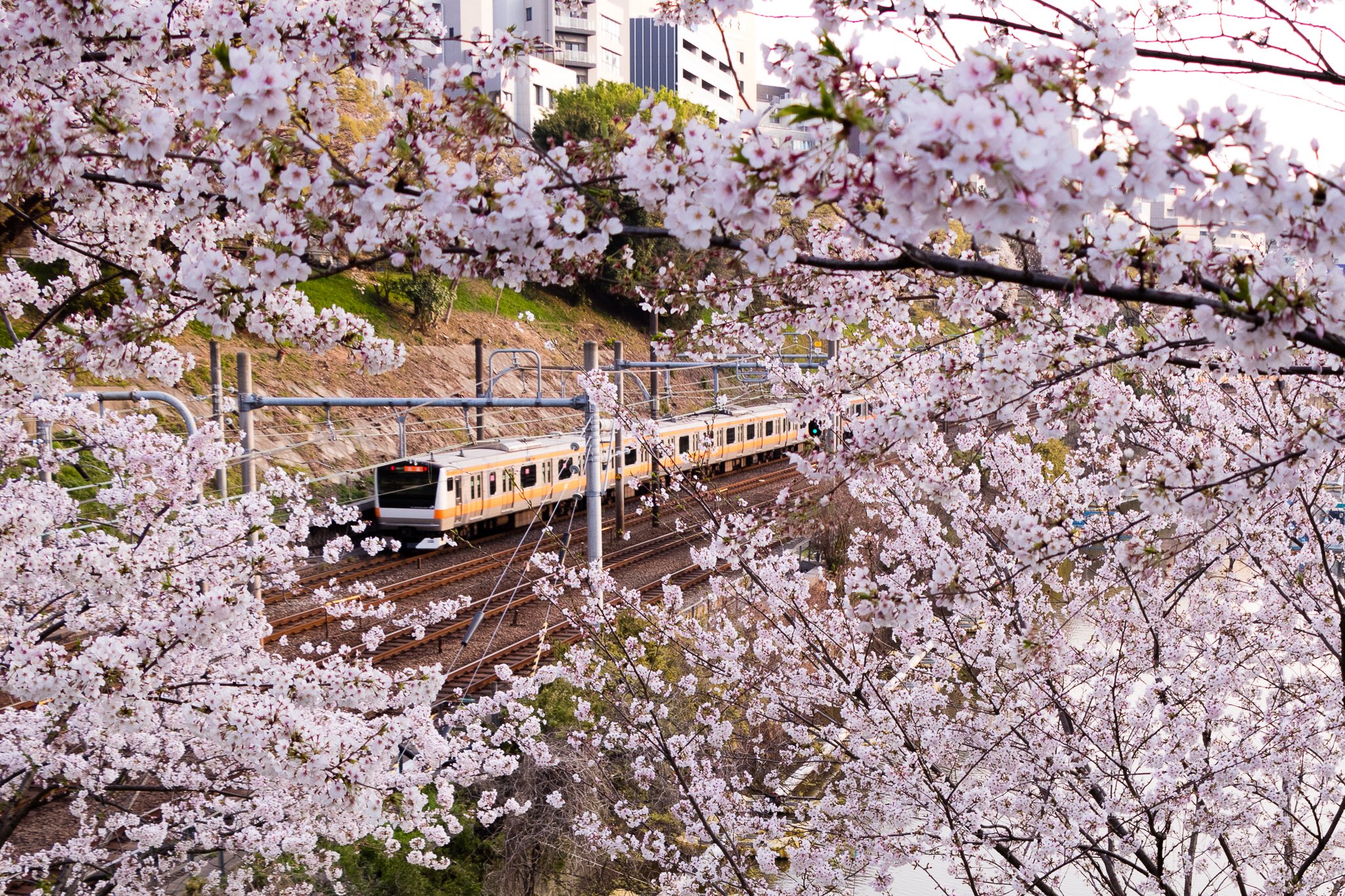 Take 外濠公園の桜と中央線 中央線 電車 外堀 桜 満開 花見 日本の桜100選 東京 東京カメラ部 写真好きな人と繋がりたい Sakura Japan Tokyo Photo Railway Cherryblossom Tokyocameraclub T Co