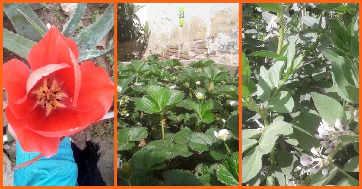 Aspanias's tweet photo. No ens direu que el nostre hortet no fa goig!! La primavera i, sobretot, la feina dels usuaris/es, voluntaris/es i dels educadors/es ha ajudat molt! #HortUrbà #PodemiFem🍓🥬🥕
Si tens temps lliure, treu-li suc al nostre hort. És un espai obert a tothom! 👉https://t.co/q57Ax3f3Wz https://t.co/b9lEesF29L