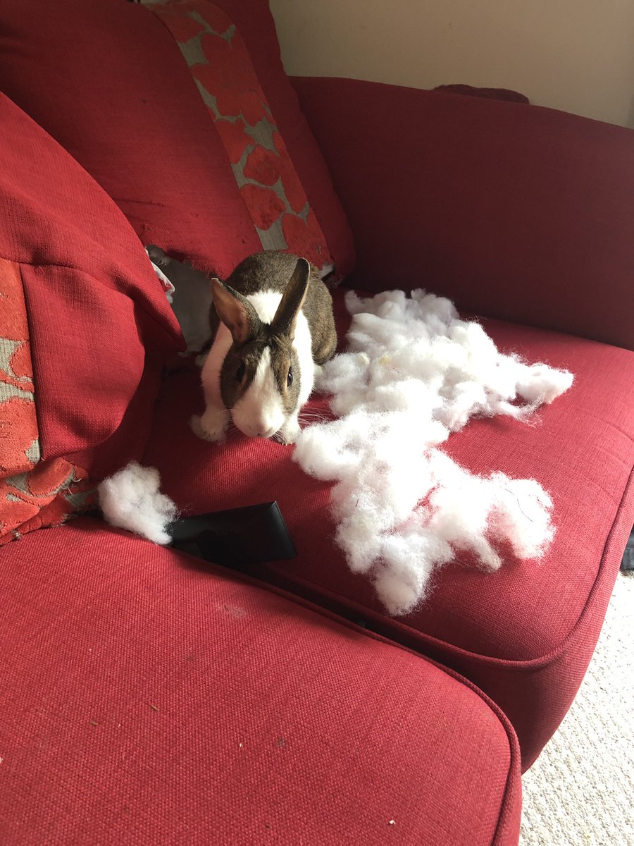 WafflesWillow's tweet image. If you will go upstairs to do laundry human, I cannot be held responsible for my actions! 😳 #naughtyrabbit #willowrabbit #sofarabbit #bunstruction
