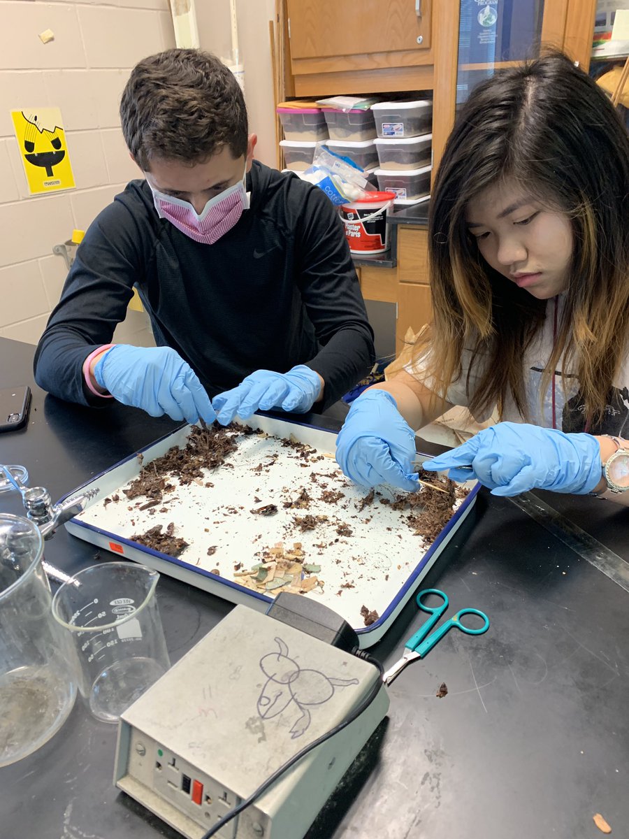ortotter's tweet photo. #citizenscience #albatrossbolues #HCSStrong #apes2019 @TheChemistryKat @TheDrLLCoolJ @Jennifer_Hogan human impacts as evidenced by the plastics https://t.co/RW7iHAkBfu