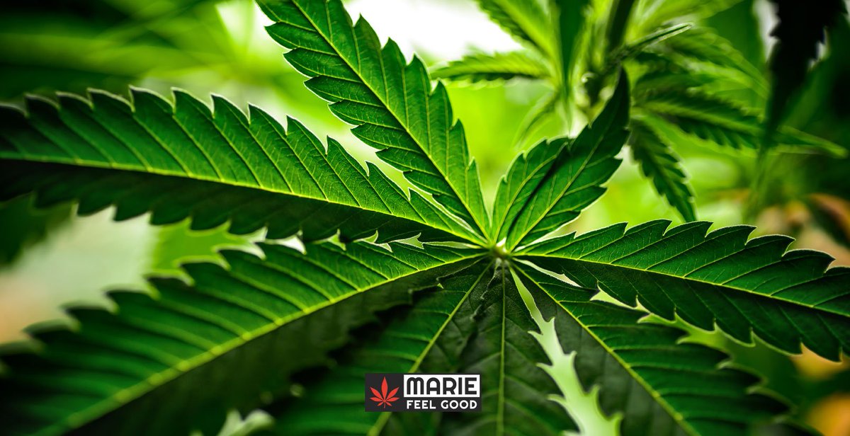 MarieFeel tweet picture