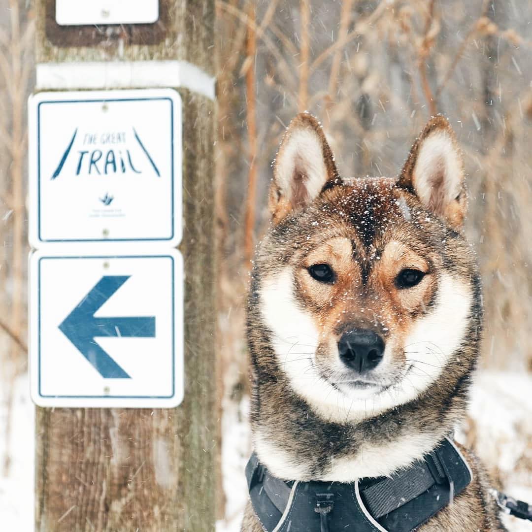 TCTrail's tweet image. Don't look at me like that! The sign says we have to turn left! 😂👈
📷 Stellar Collision
IG 📲 goo.gl/BRCnCc