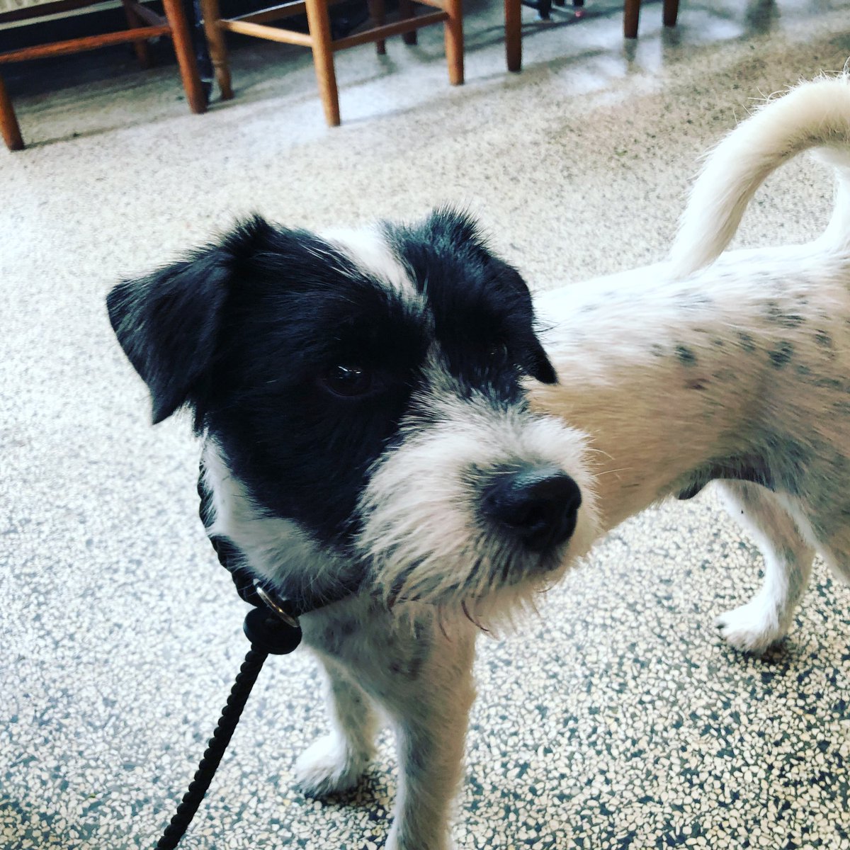 Reg the Parson Russel Terrier tweet media