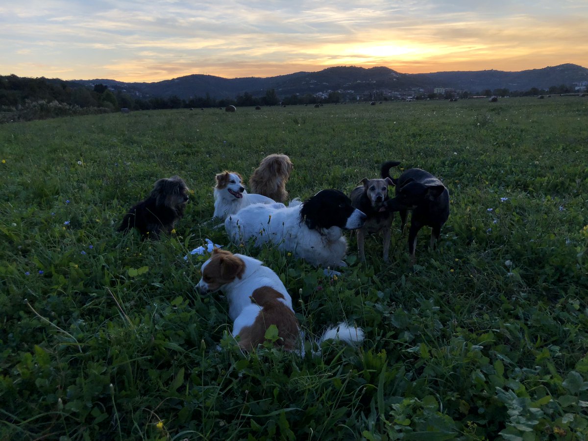 legged_the's tweet photo. Do you read already about my family of 7 ?? Cilick the link and read about them, they were all orphans but we saved them !! 😃😍🐶 #dogrescue #dogrphans 
https://t.co/OFBhaH0jrZ https://t.co/SFHfvJwSup