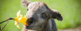 kidstodo's tweet photo. Easter Holidays @FishersFarmPark Meet newborn lambs, chicks, baby goats, baby bunnies in our daily Animal Handling Sessions and Farm Show.  Magic  Shows, Tractor &amp; Trailer Ride, Barrel Bug Safari, Sky Fall and so much more Book online for discount! #easterholidays #easteregghunt https://t.co/5NyuN6SQrE