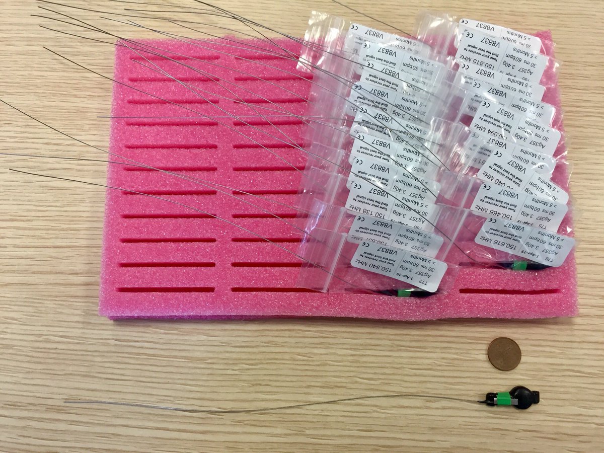 Gerard_Bota's tweet image. Acabem de rebre els emissors VHF 3,4 gr #Biotrack per a tórtora vulgar que @DeltaBirdingF financia en el marc del Projecte de Conservació 2018.  Esperem poder trobar molts nius i així millorar el coneixement sobre la reproducció de l’espècie a Catalunya i Ciudad Real.